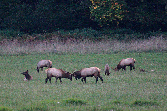 Elk discussion at dusk