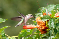 Humingbird takes nectar