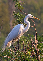 Florida Birds & Wildlife 2010
