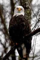 Eagles, Herons, Snow Geese, & Swans, Fall2012