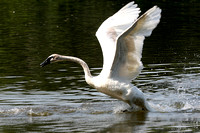 A swan sail