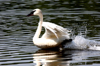 A swan takes off