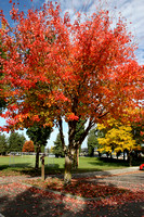 Red Maple in Park