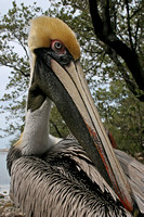 Pelicans in the Keys