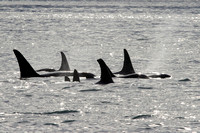 Orcas in Light