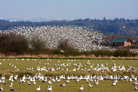 A Swarm of Snow Geese