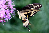 Butterfly on purple flower-2