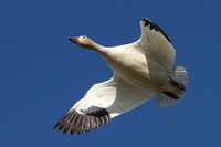 Snow Geese on Fir Island, WA